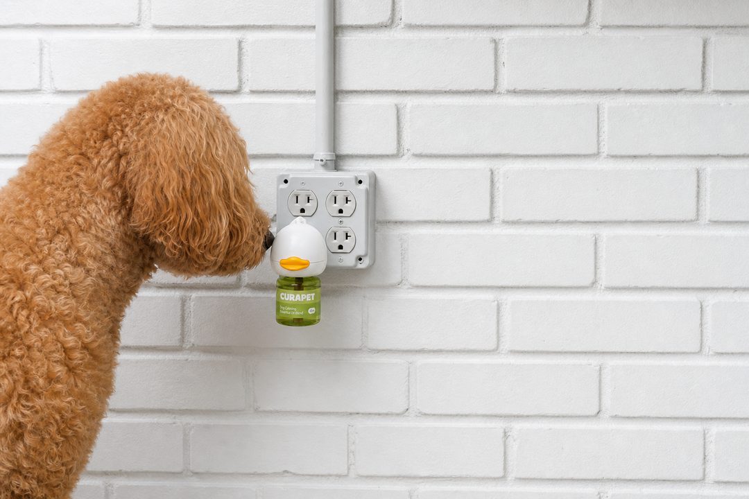 Calm dog with a Curapet diffuser at home