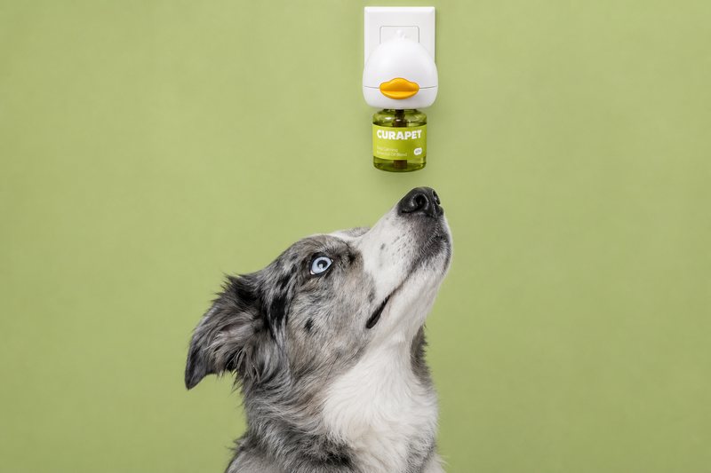 Merle dog looking up at a Curapet diffuser