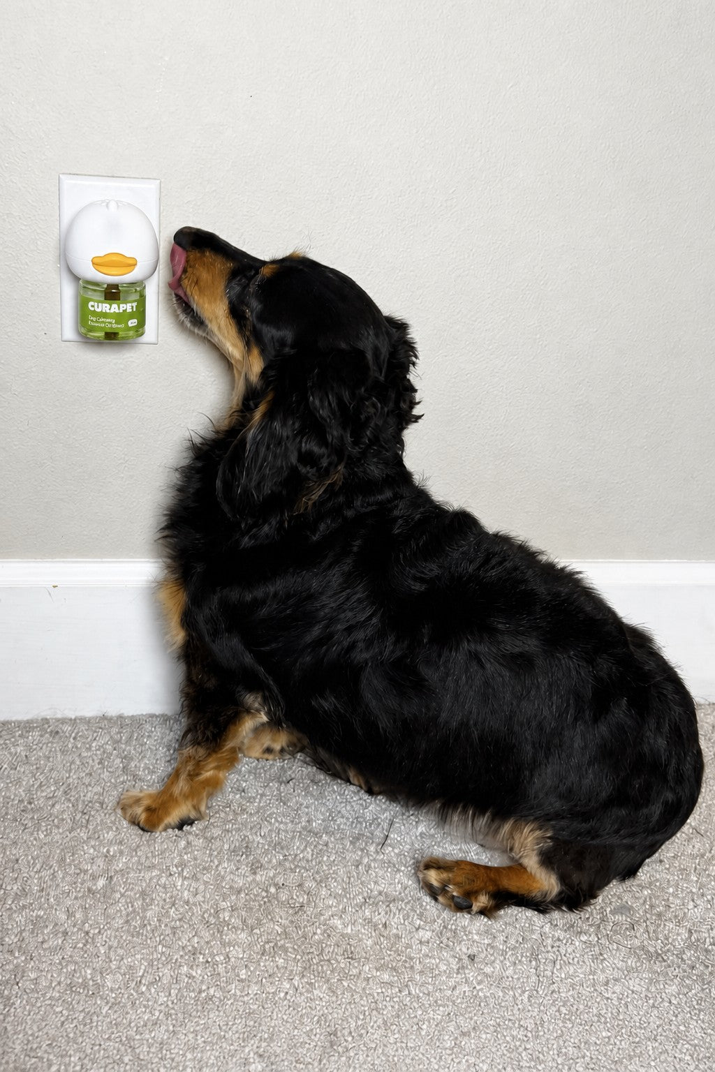 Black and tan dog sniffing a CURAPET wall diffuser