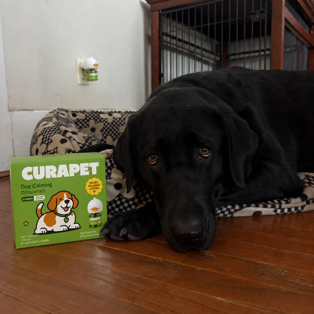Black dog resting beside a CURAPET kit and plugged-in diffuser