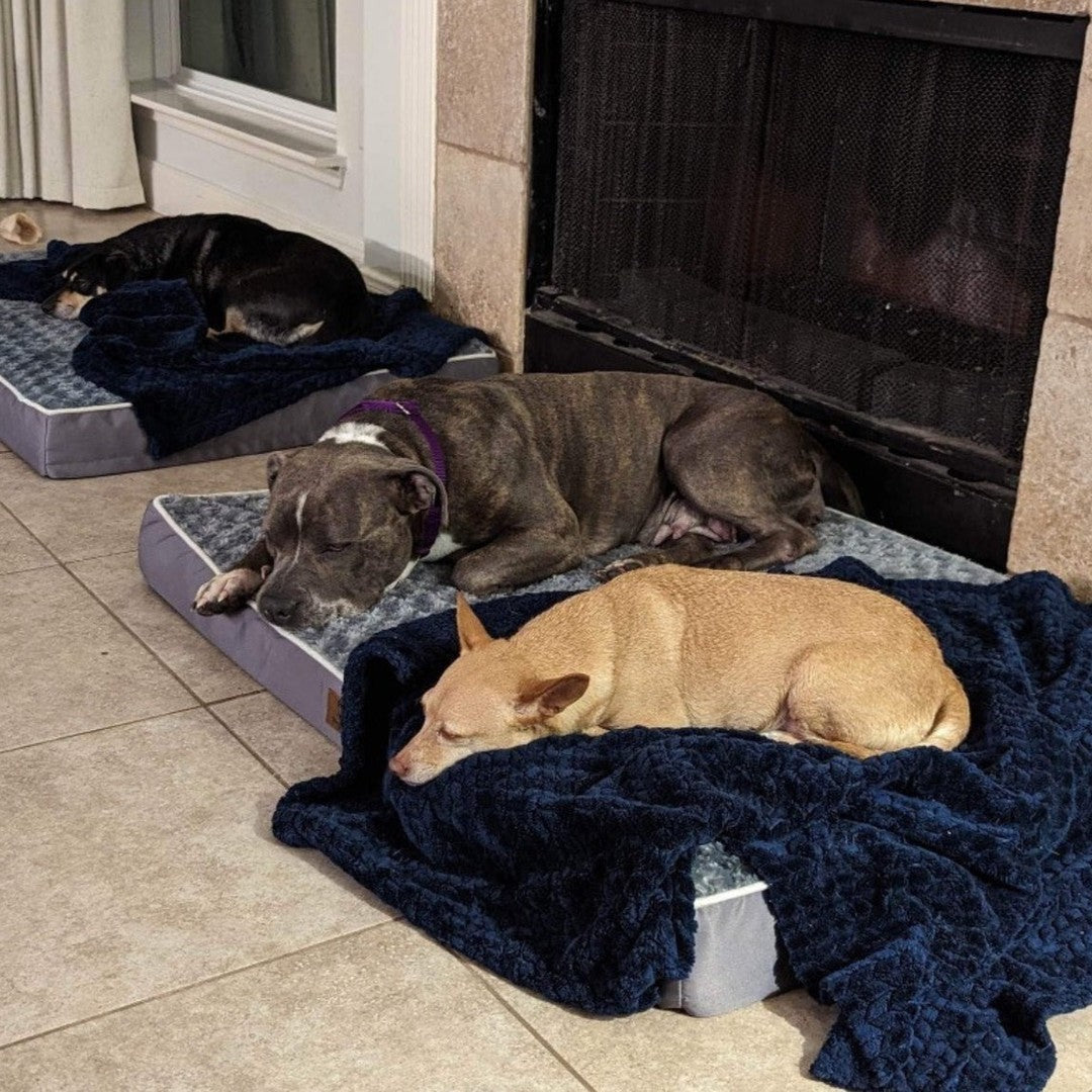 Three dogs sleeping together on beds in the living room